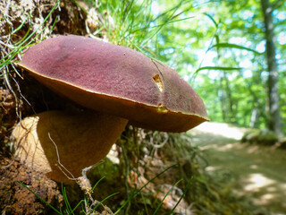 Boletus pinophilus