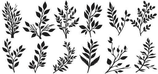 Set of branch and leaves vector illustration