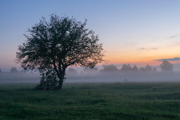 tree in fog