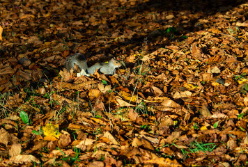 Grey squirrel in Autumn leaves