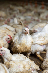 adult fat chickens in a poultry farm without cages