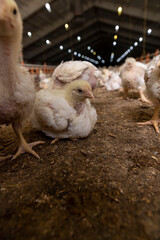a poultry farm where chicken chickens are raised to produce meat products