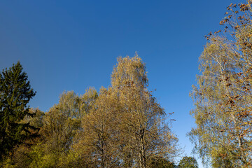 Fototapeta premium fallen leaves from trees in sunny autumn weather