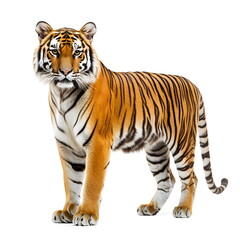 Obraz premium A realistic portrait of a tiger standing in side view, isolated on a white background. A powerful, well-muscled tiger with a striking orange coat, bold black stripes, a broad head, small rounded ears,