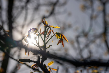 sunny weather in an orchard with walnuts