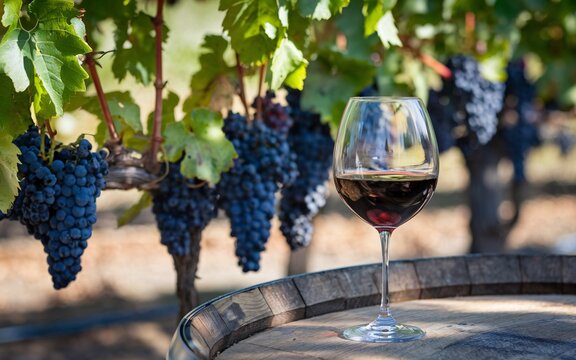 wine in Napa Valley, California, Vineyard red wine glass on barrel