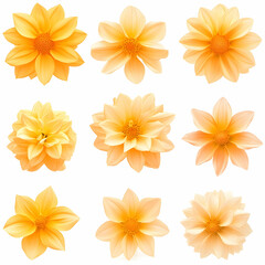 Fototapeta premium Nine orange dahlia flowers, various angles, white background; ideal for floral design, websites, or greeting cards