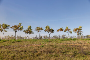 Obraz premium a row of sumac trees to fence the field and divide it into sections