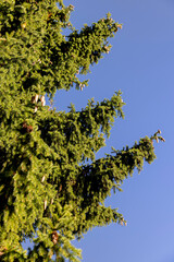 Fototapeta premium evergreen spruce tree in autumn park