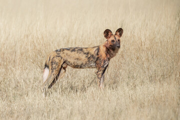 African Wild Dog, Lycaon pictus, african painted dog staring directly at camera. Moremi game reserve, Botswana. Low angle photo, african wildlife theme.