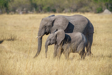 Elephants in Moremi game reserve Africa, Family of Elephants , Elephants taking a bath in a water pool with mud, eating green grass. African Elephants in landscape, Africa in autumn.
