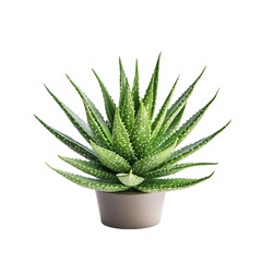 Fototapeta premium Aloe Vera Plant in Pot Abstract Background,