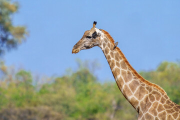The giraffe is an African artiodactyl mammal, the tallest living terrestrial animal and the largest...