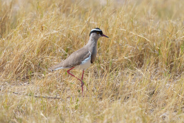 Crowned Lapwing Vanellus coronatus, A large, alert-looking, white-bellied, brown lapwing with a...