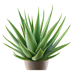 Fototapeta premium Aloe Vera Plant in Pot Green Succulent Houseplant