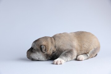 One tiny puppy sleeping on white background