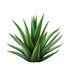 Fototapeta premium Lush Green Aloe Vera Plant Closeup
