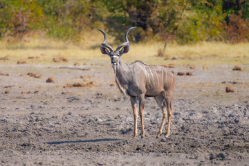 The greater kudu (Tragelaphus strepsiceros) is a large woodland antelope, found throughout eastern and southern Africa.