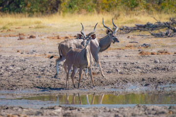 Fototapeta premium The greater kudu (Tragelaphus strepsiceros) is a large woodland antelope, found throughout eastern and southern Africa.