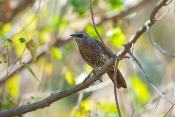 
Hartlaub's Babbler, Turdoides hartlaubii or the Angola babbler, is a species of bird in the family...