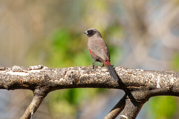 Black-faced Waxbill Brunhilda erythronotos, Slim, pretty waxbill with a bold black facemask. Found mainly in dry thornscrub and woodland, especially in grassy areas.