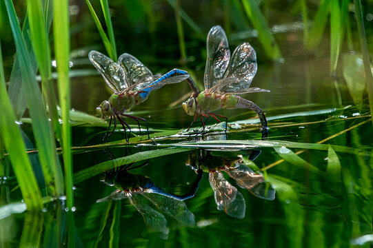 dragonfly sitting on a blade of grass