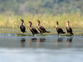 cormorants in water