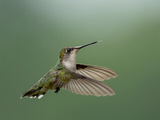 hummingbird in flight