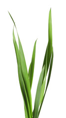 Blades of green grass isolated on white