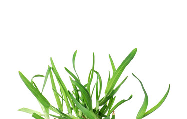 Beautiful fresh green grass isolated on white
