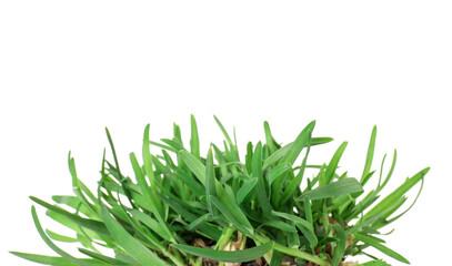 Beautiful fresh green grass isolated on white