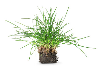 Beautiful fresh green grass with soil isolated on white