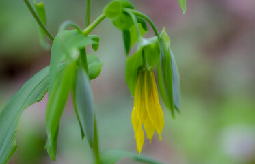 Fototapeta premium close up of Bellwort flower