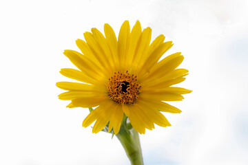 yellow daisy flower isolated