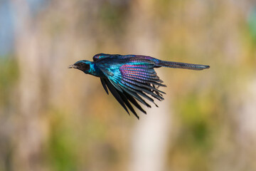 Burchell's starling or Burchell's glossy-starling (Lamprotornis australis) sitting at stake, flying.