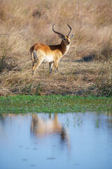 Fototapeta premium Lechwe, Kobus leche, antelope in the golden grass wetlands. Lechve running in the river water, Okavango delta, Botswana in Africa. Wildlife scene from nature. 