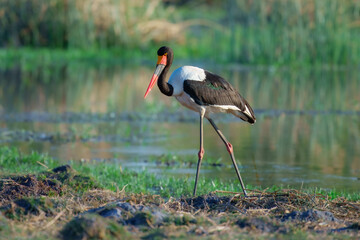 The saddle-billed stork or saddlebill (Ephippiorhynchus senegalensis) is a large wading bird in the stork family, Ciconiidae