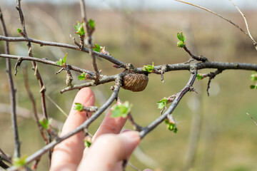 A large cocoon on a branch of a fruit tree in spring. A mantis nest with a clutch of eggs