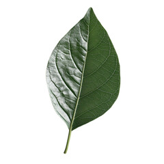 Obraz premium Green Leaf Nature Abstract Design Botanical Art