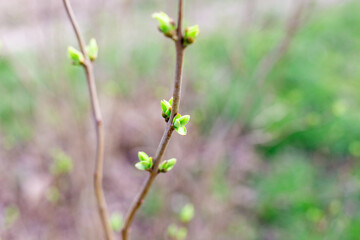 Tender green leaves sprout on a tree branch in early spring. Awakening of nature