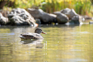 Fototapeta premium A tranquil scene of a duck swimming peacefully in the reflective waters of Sam Smith Park in Etobicoke, surrounded by lush greenery and natural beauty.
