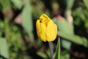 yellow tulip, yellow, tulip, flower, spring, garden, tulips, bloom, field, park, petal, floral, summer, colorful, season, blossom, flowers, flora, macro, bouquet, nature, plant, leaf, beautiful, color