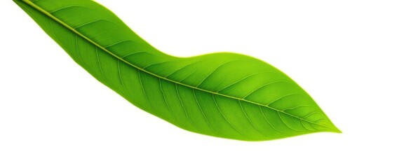 Obraz premium Single vibrant green tea leaf, isolated on pure white background, green, tea plant