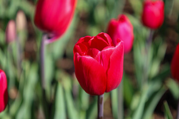 red, purple, pink, tulip, flower, spring, garden, tulips, bloom, field, park, petal, floral, summer, colorful, season, blossom, flowers, flora, macro, bouquet, nature, plant, leaf, beautiful, color, 