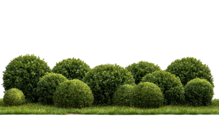 green grass isolated