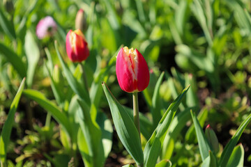 red, purple, pink, yellow, tulip, flower, spring, garden, tulips, bloom, field, park, petal, floral, summer, colorful, season, blossom, flowers, flora, macro, bouquet, nature, plant, leaf, beautiful, 
