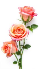 Fototapeta premium Three dew-kissed roses, isolated on white background, leaf, roses