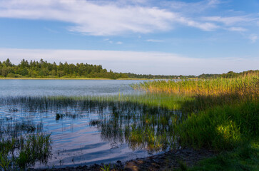 Tranquil Lakeside Scene: Gentle Waves, Wetland Vegetation, and Soft Clouds Reflecting in Calm Water
