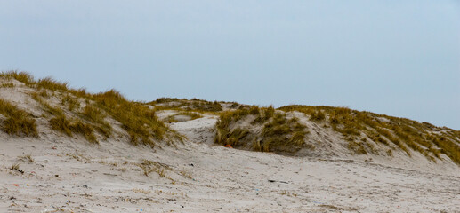 Sandy Dune Landscape: Ammophila and Pingao Plants on Sand Hills