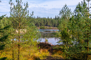 Woodland Scene: Pine Trees Overlooking Lake or Wetland